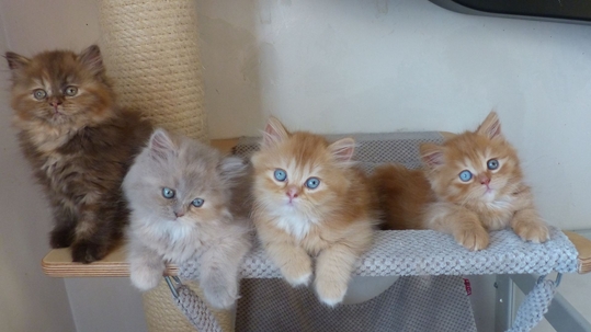 Chatons Céleste