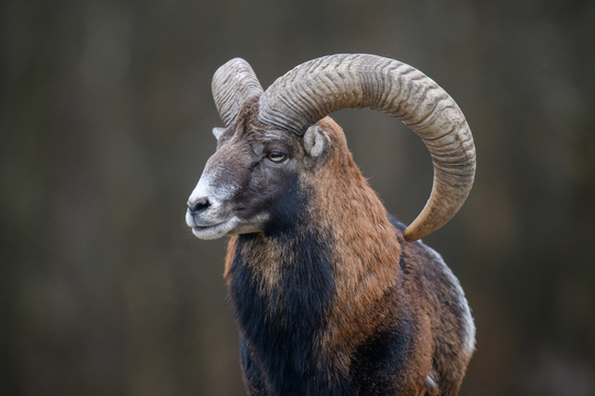 Mouflon Corse