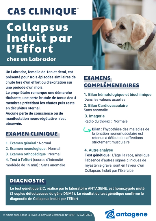 Cas clinique EIC Labrador.jpeg