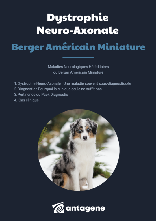NAD Berger Américain Miniature