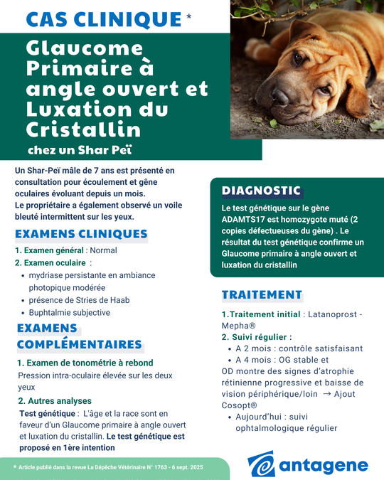 Glaucome-Sharpei