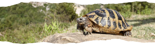 Tortue_Hermann