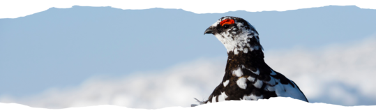 Lagopede_alpin_banniere