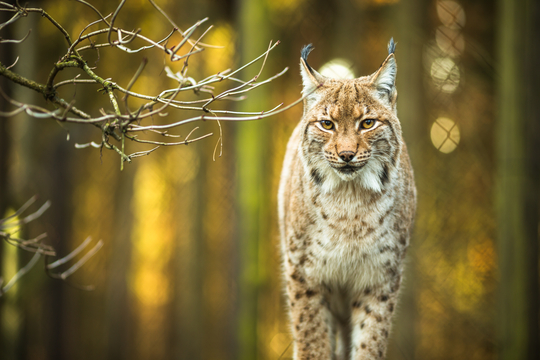 Lynx Boréal