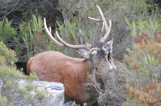 Cervus_elaphus_corsicanus