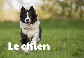 vignette3_chien_texte