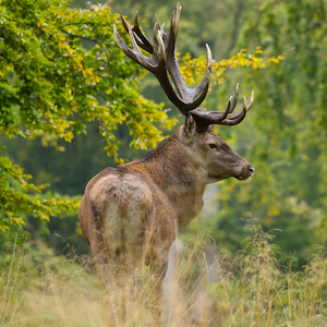 Cerf élaphe