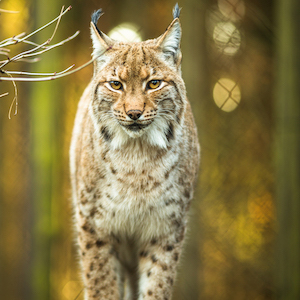 Lynx Boréal