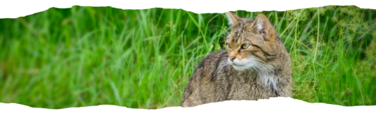 Bannière_Chat_forestier