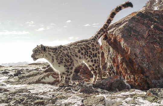 Panthère des neiges_Osi-Panthera1