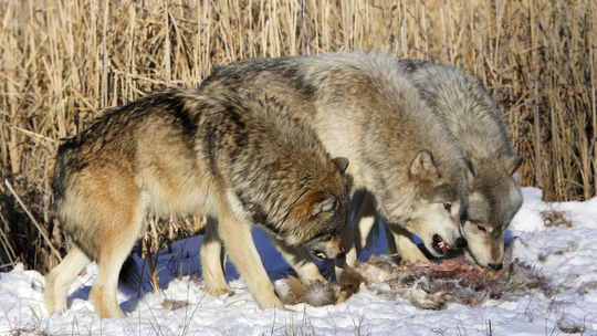 Régime alimentaire Loup