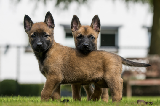 Berger Belge Malinois