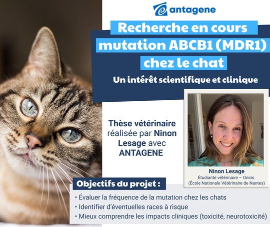 Recherche ABCB1 (MDR1) chat