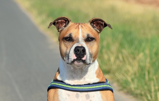 american-staffordshire-terrier-g686a2a068_1920 copie 2