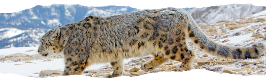 Panthère_des_neiges