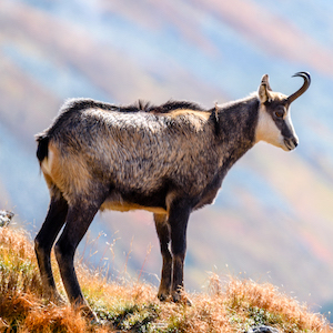 Chamois