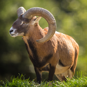 Mouflon