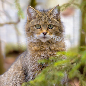 Chat Forestier