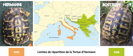 Limites_repartition_Tortue_Hermann