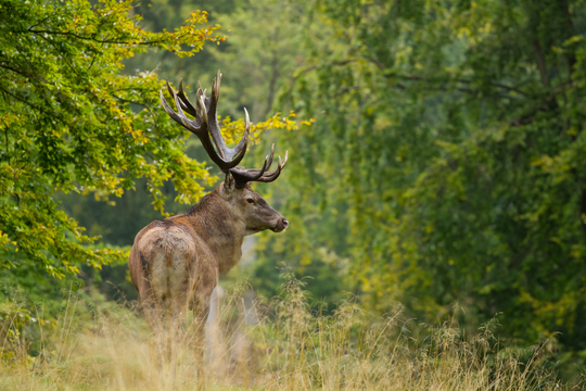 Cerf élaphe