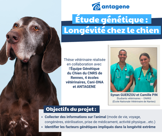 Etude longevité chien