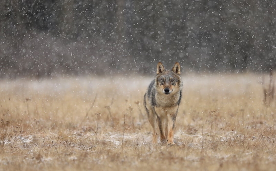 loup-gris-yvelines