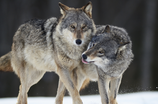 Loup