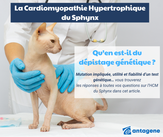 Article HCM Sphynx