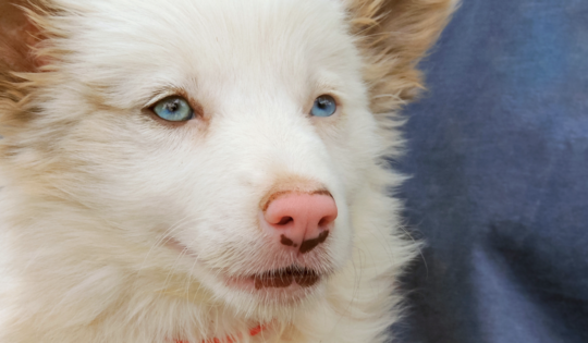 Chien double merle