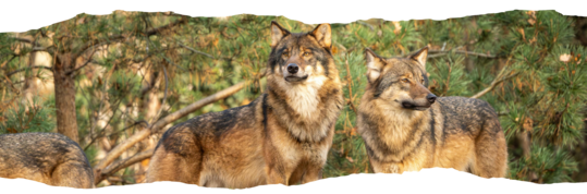 Bannière_Population_Loup