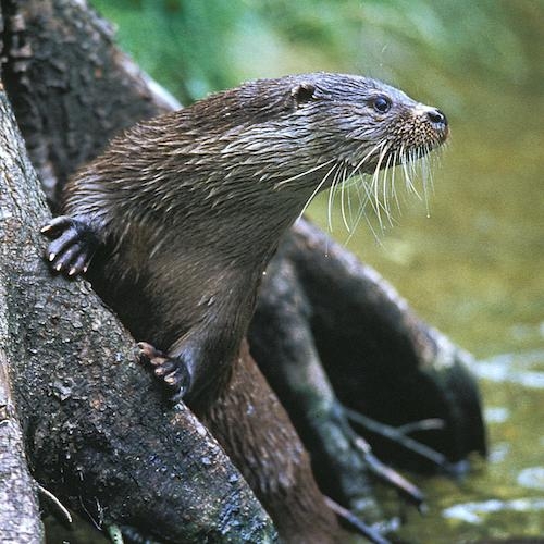 Loutre d'Europe