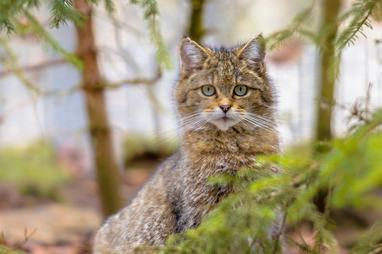 Chat Forestier