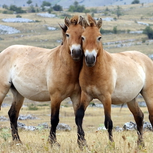 Cheval de Przewalski