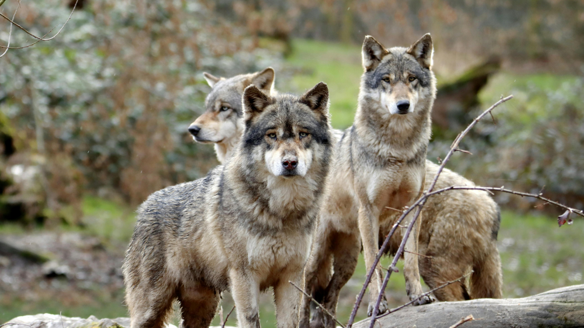 Loup_suivi_2023_2024