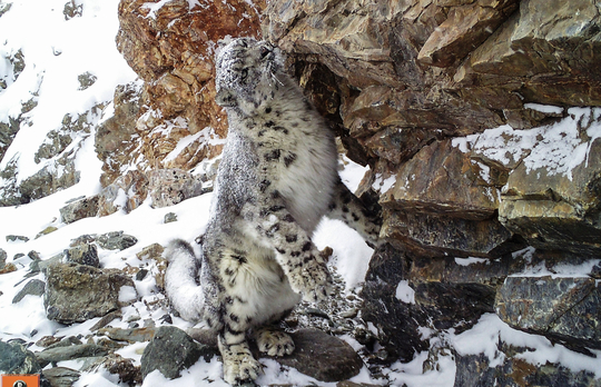 Panthère des neiges_Osi-Panthera2