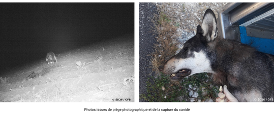 Hybride Loup (OFB26)