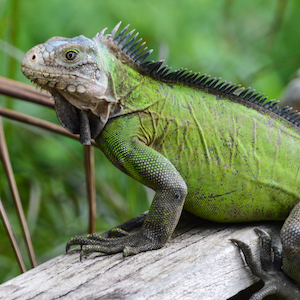 Iguane des Petites Antilles