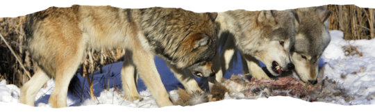 Régime alimentaire Loup_banniere