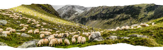 LoupO Coexistence_banière