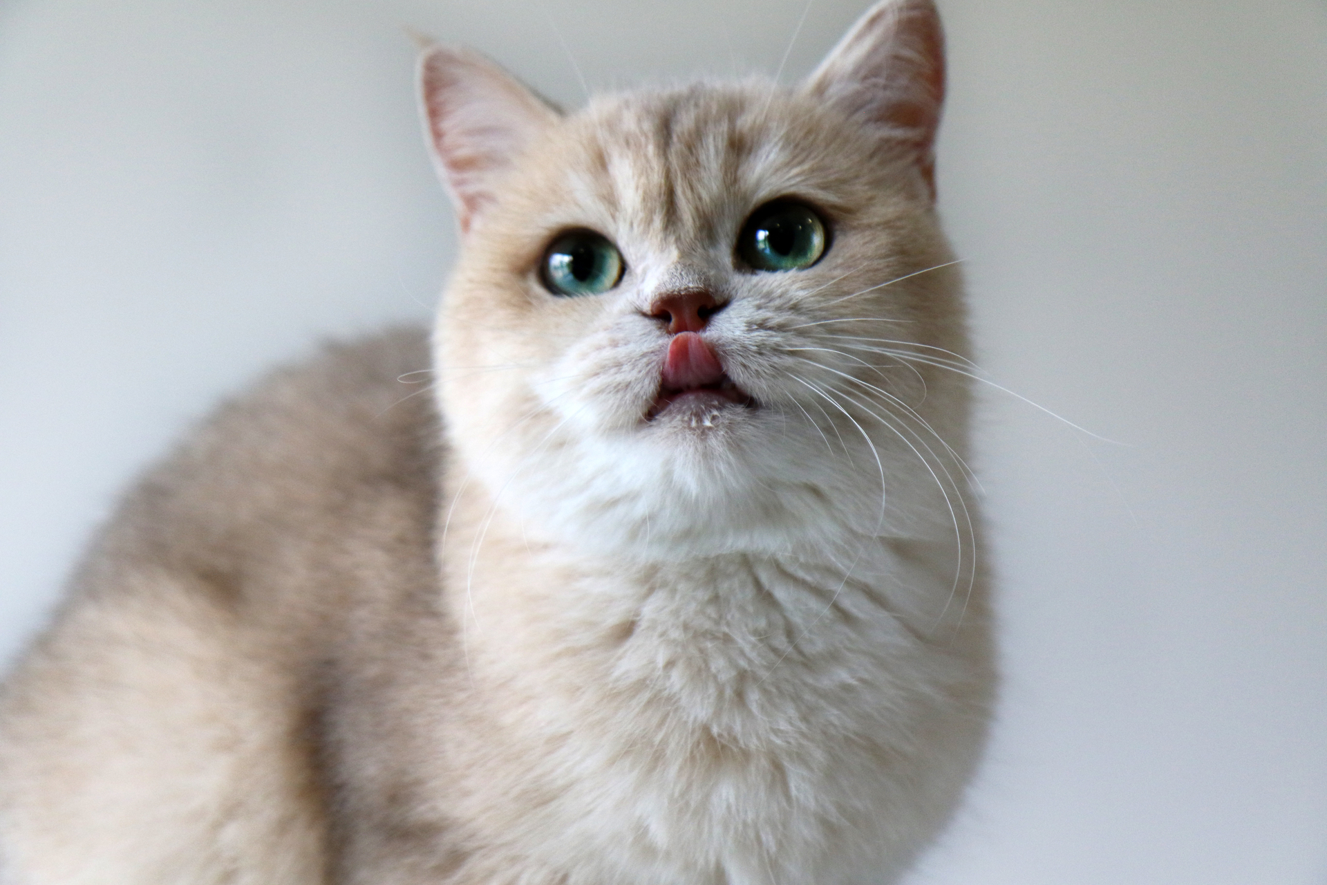 chat