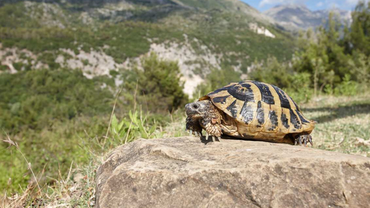 Testudo_Hermanni