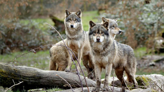 Loups